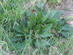 Image of Dipsacus fullonum subsp. fullonum