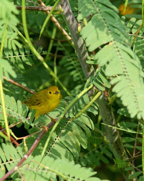 Image of Mangrove Warbler