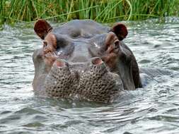 Image of Common Hippopotamus