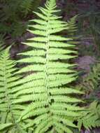 Image of maiden fern