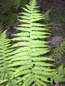 Image of Marsh Fern