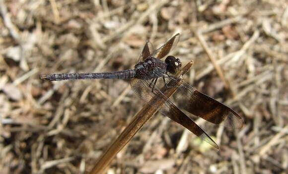 Sivun Erythrodiplax umbrata (Linnaeus 1758) kuva