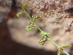 Image of Asplenium flabellifolium Cav.