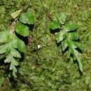 Imagem de Asplenium wildii Ball.