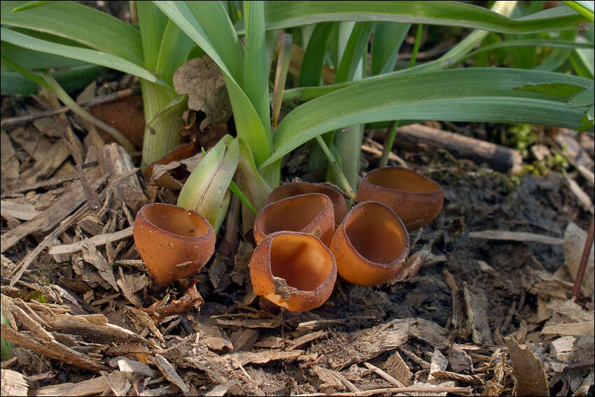 Plancia ëd Dumontinia tuberosa (Bull.) L. M. Kohn 1979