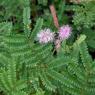 Imagem de Mimosa pteridifolia Benth.