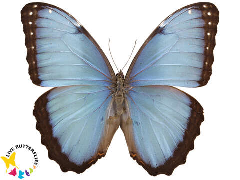 Plancia ëd Morpho peleides Kollar 1850