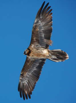 Image of Gypaetus Storr 1784