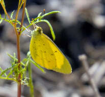 Image of Eurema smilax (Donovan 1805)