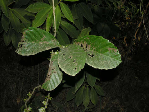 Image of Doliocarpus multiflorus Standl.