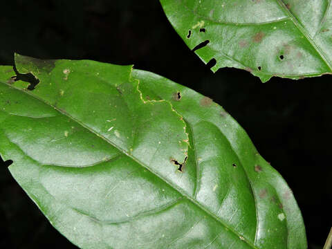 Image of Malpighia albiflora (J. Cuatrec.) J. Cuatrec.