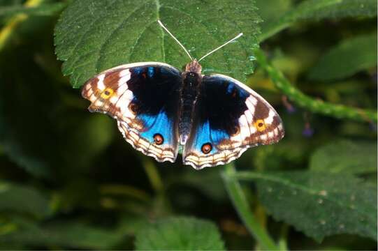 Plancia ëd Junonia orithya Linnaeus 1764