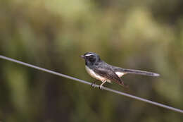 Image of Willie Wagtail