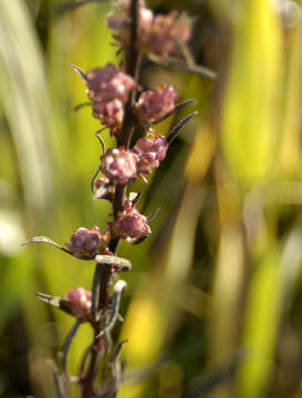 صورة Liatris aspera Michx.