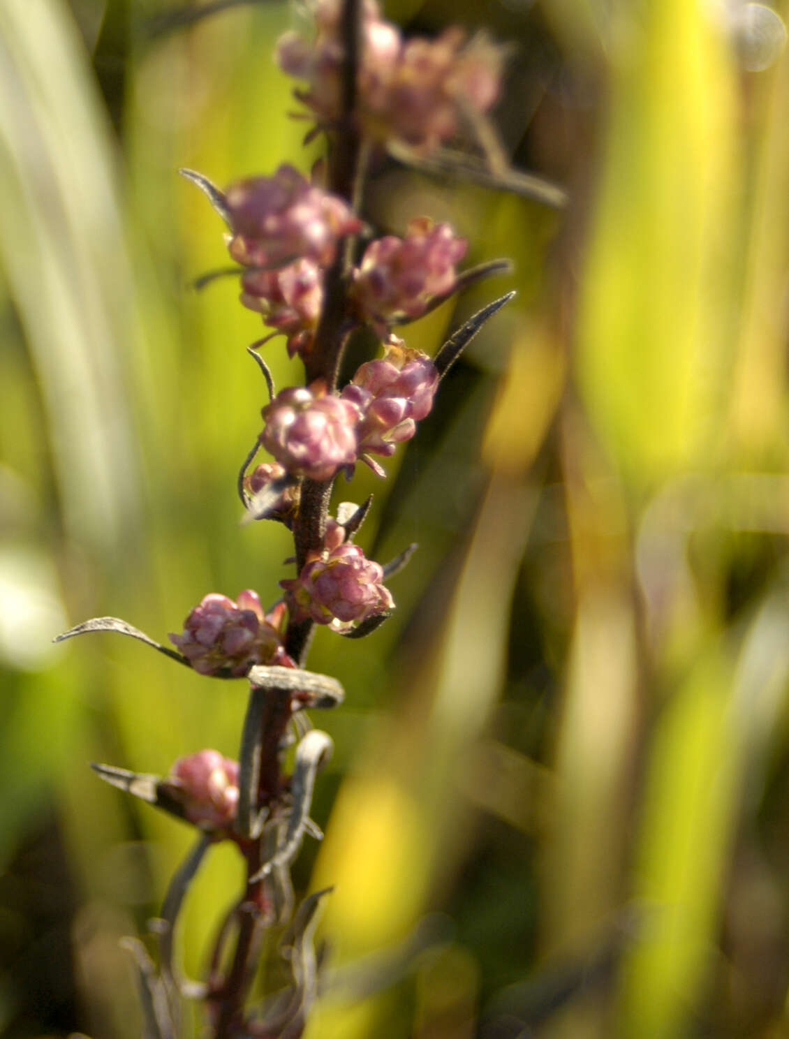 Imagem de Liatris aspera Michx.