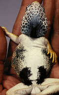 Image of leopard lizards