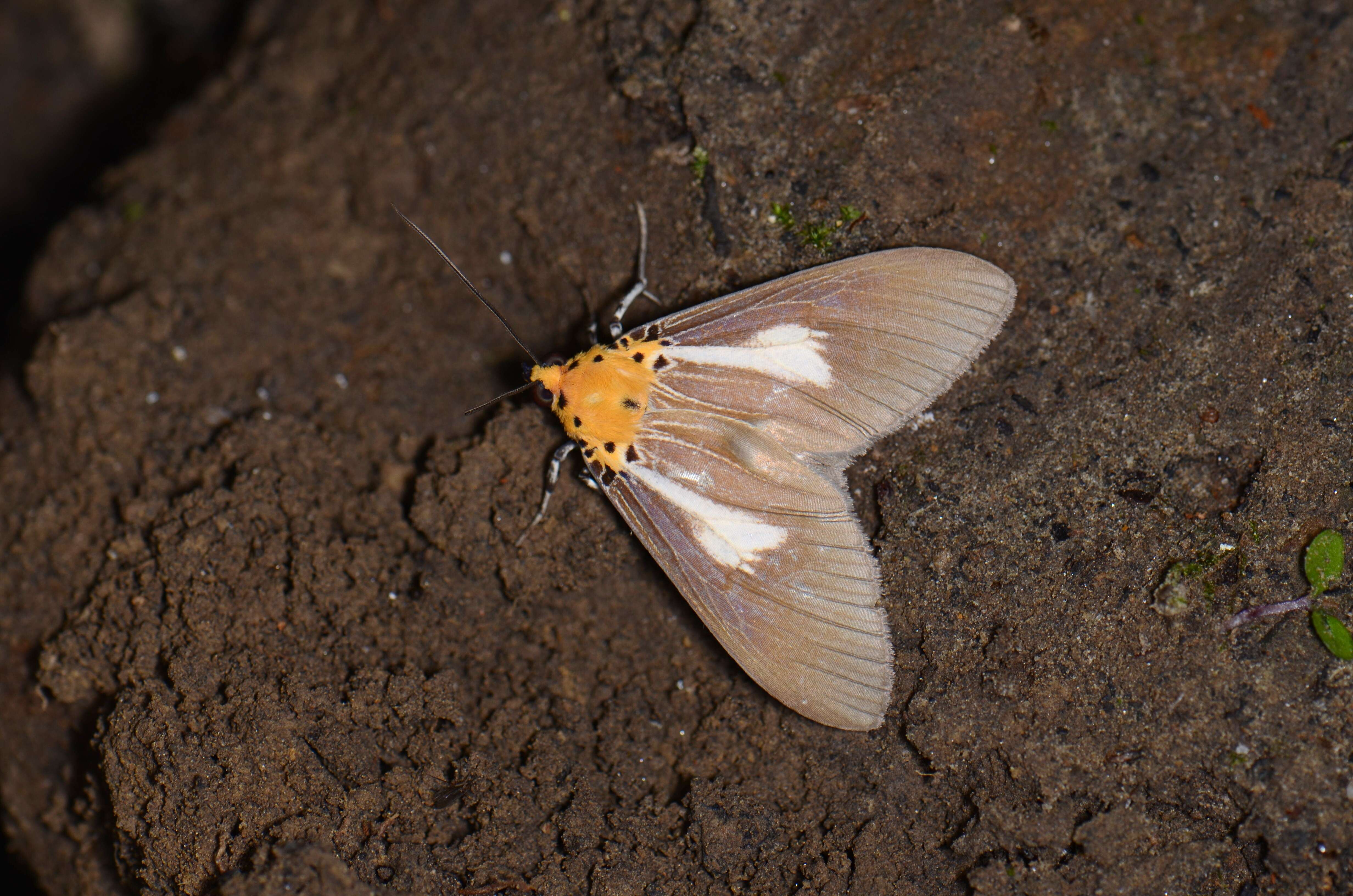 Image de Asota heliconia Linnaeus 1758