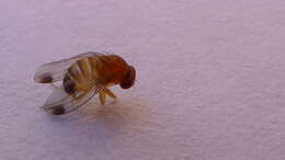 Image of fruit fly