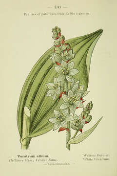 Image of false hellebore