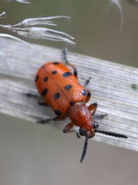 Image of Spotted asparagus beetle