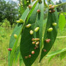 Image of <i>Latrophobia brasiliensis</i> Rubsaamen 1916