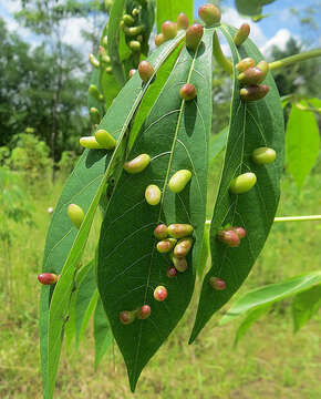 Sivun <i>Latrophobia brasiliensis</i> Rubsaamen 1916 kuva