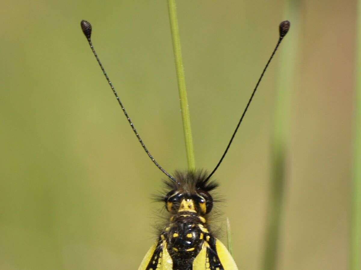 Image of Libelloides cunii (Navás 1901)