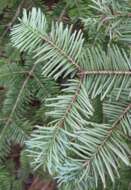 Image of Fir