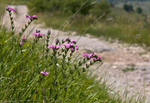 Image of Linum viscosum L.