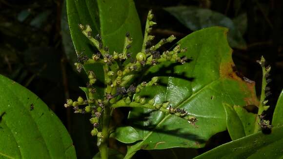 Image de Tournefortia bicolor Sw.