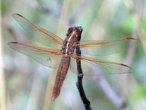 Image of Flame Skimmer