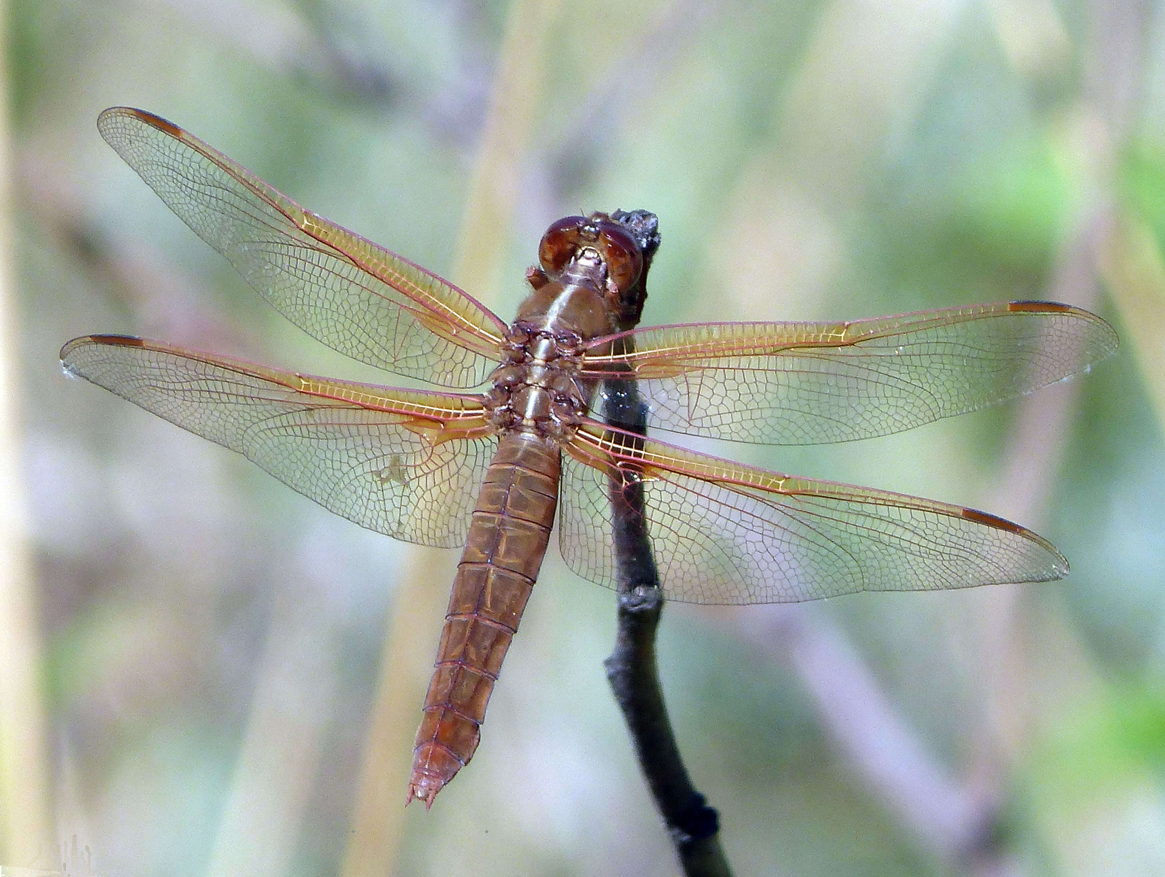 Image of Libellula Linnaeus 1758