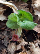 Image of Wild ginger