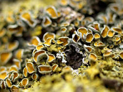 Image of orange wall lichen