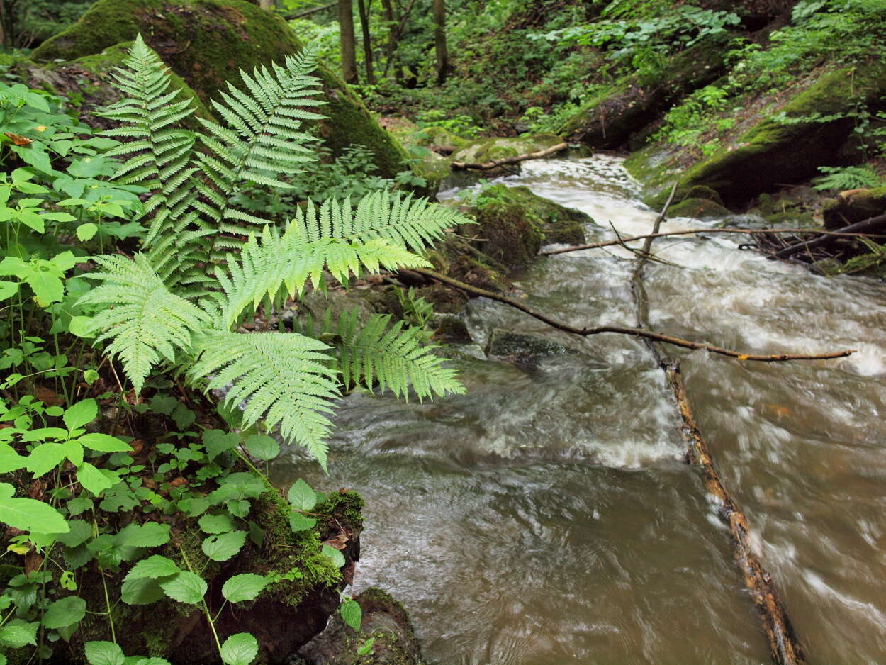 Image of male fern