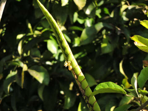 صورة Werauhia gladioliflora (H. Wendl.) J. R. Grant