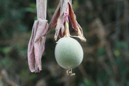 Image of Passiflora pinnatistipula Cav.