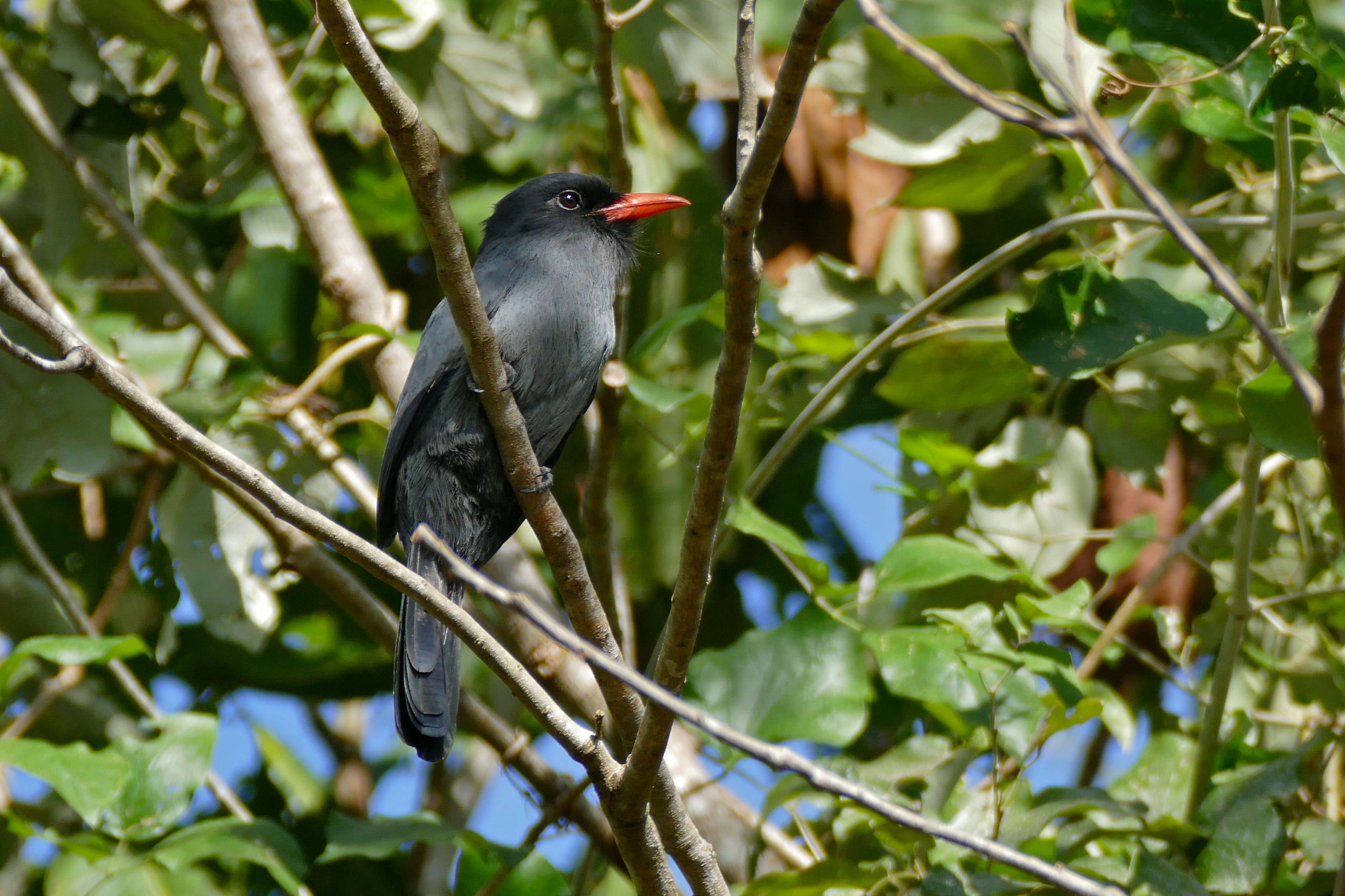 Image of Black-fronted Nunbird