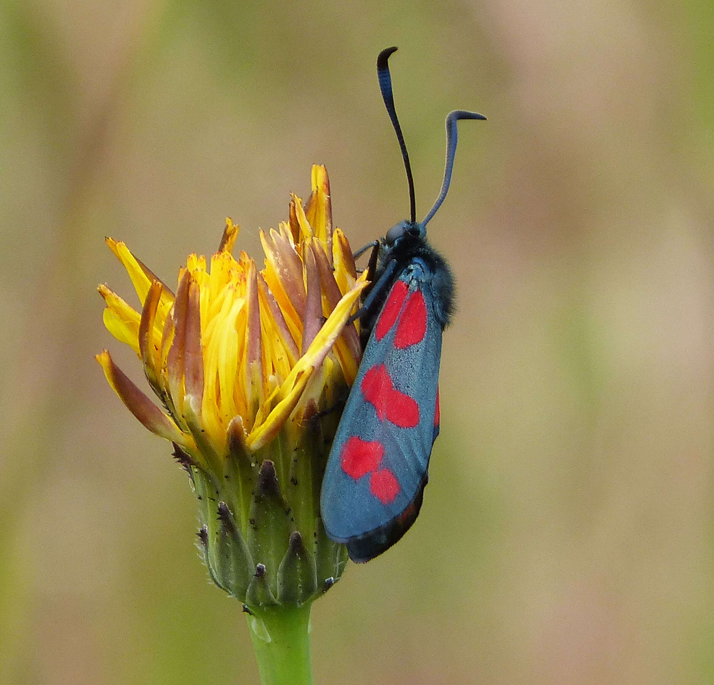 Image of six-spot burnet