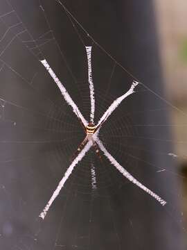 Image of St Andrews cross spider