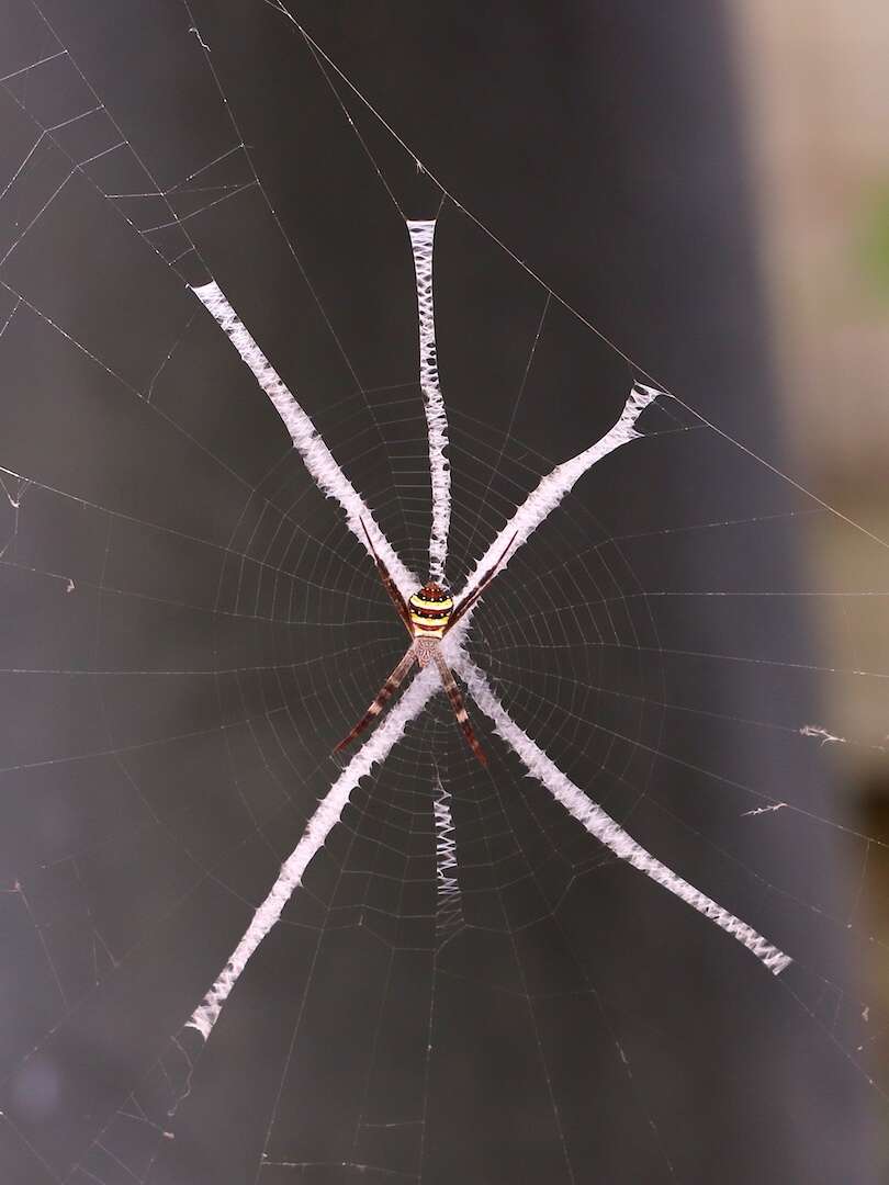 Imagem de Argiope