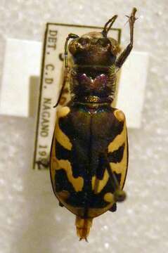 Image of Big Sand Tiger Beetle