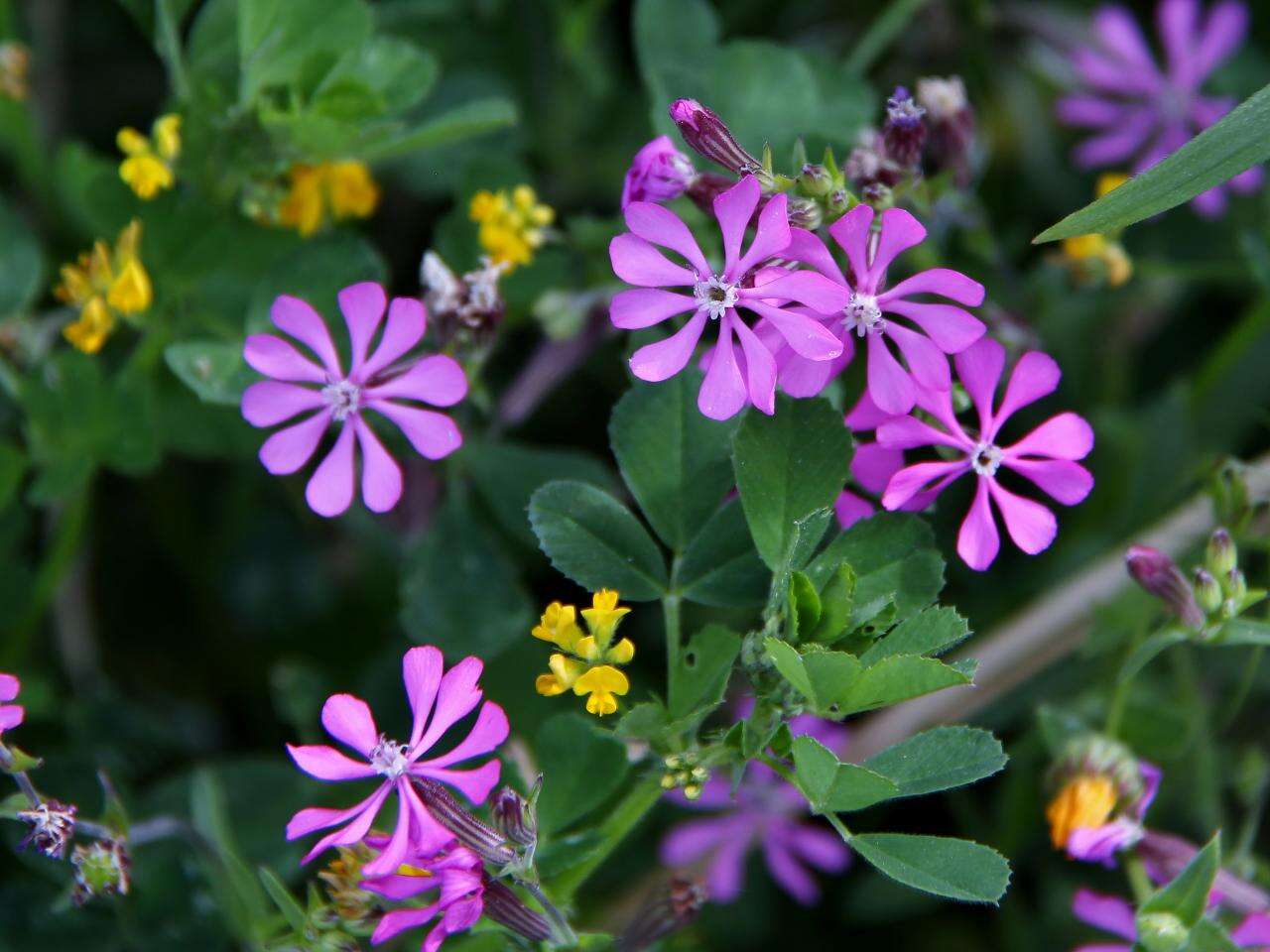 Image of Silene colorata Poir.