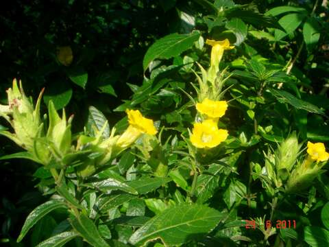 Image of Strobilanthes phyllostachyus Kurz