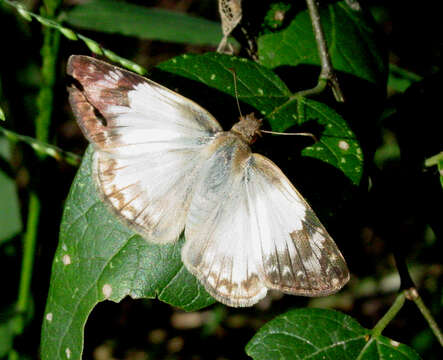 Image of Laviana White-Skipper