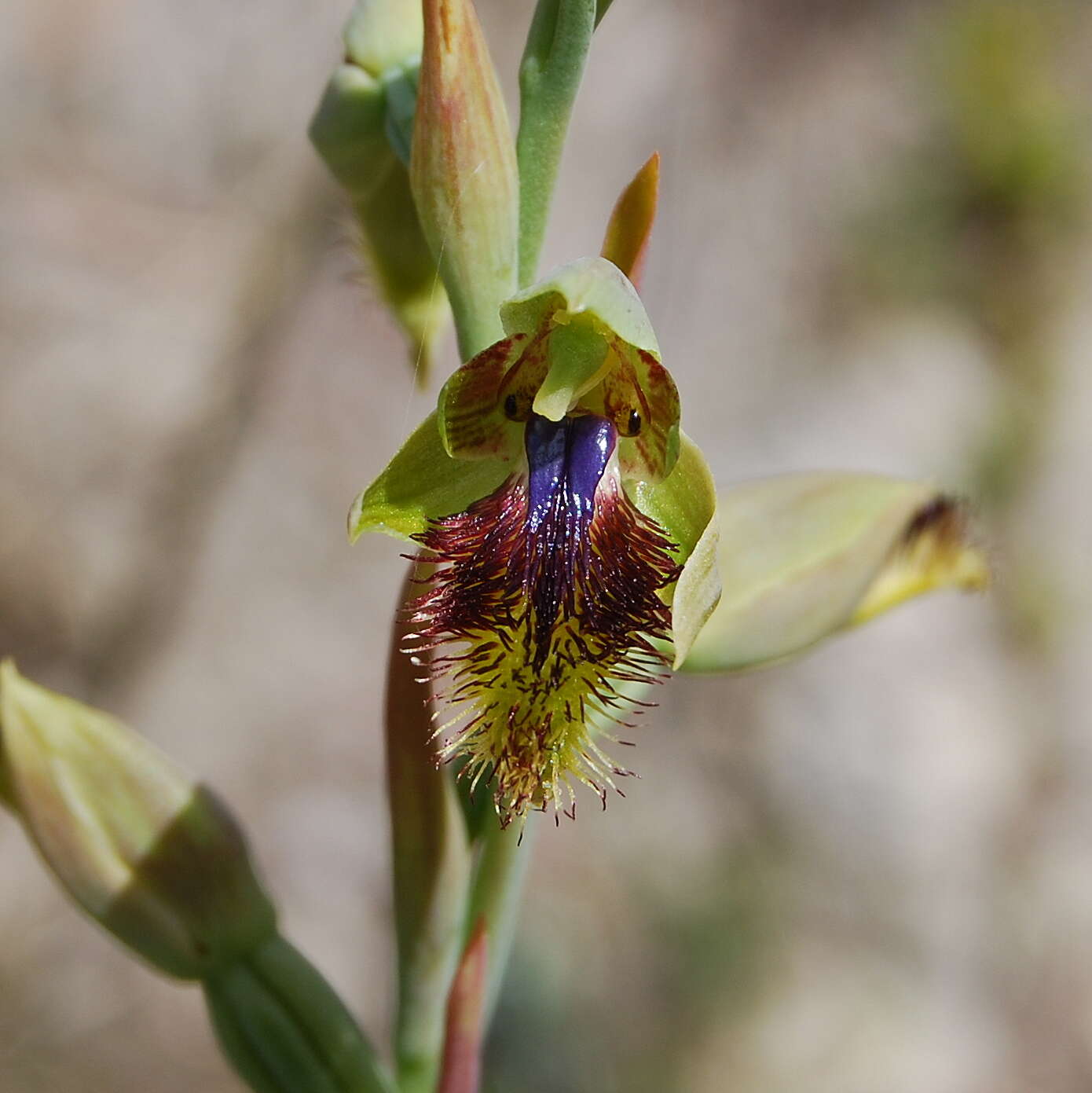 Image of Beard orchids