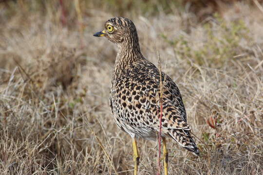 Image of Cape Thick-knee