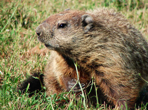 Image of Marmota subgen. Marmota Blumenbach 1779