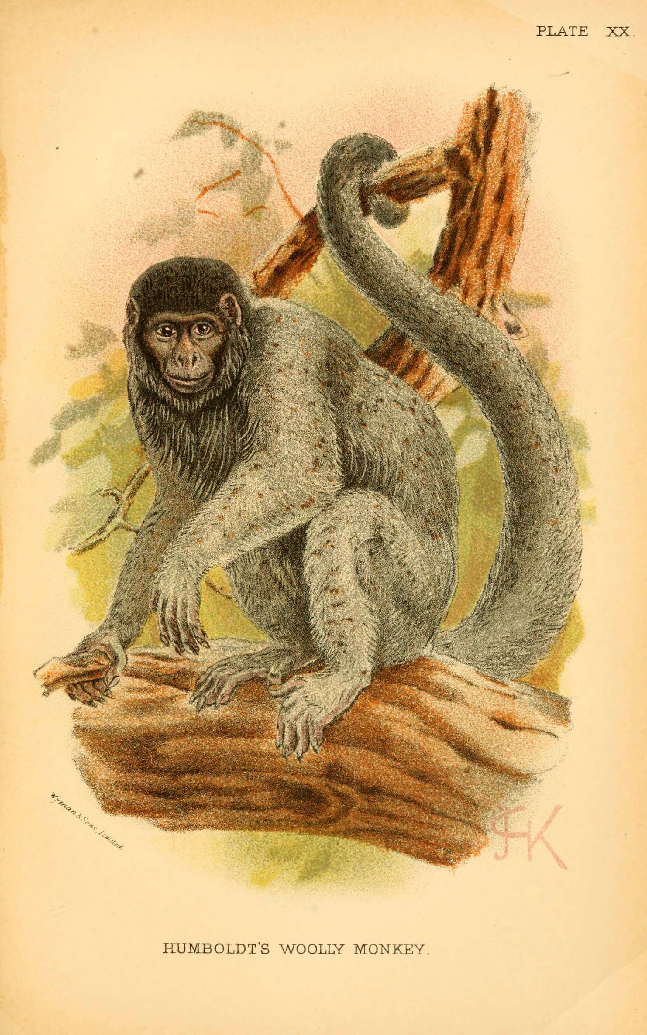 Image of Woolly monkey