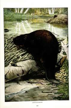 Image of beavers